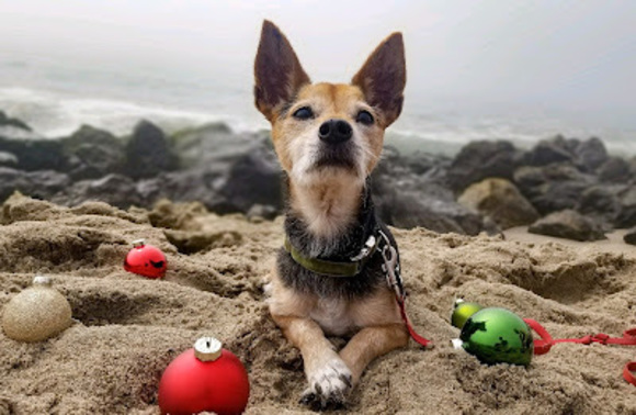 Meet your Posher, Chevelle - Picture 1 of 1